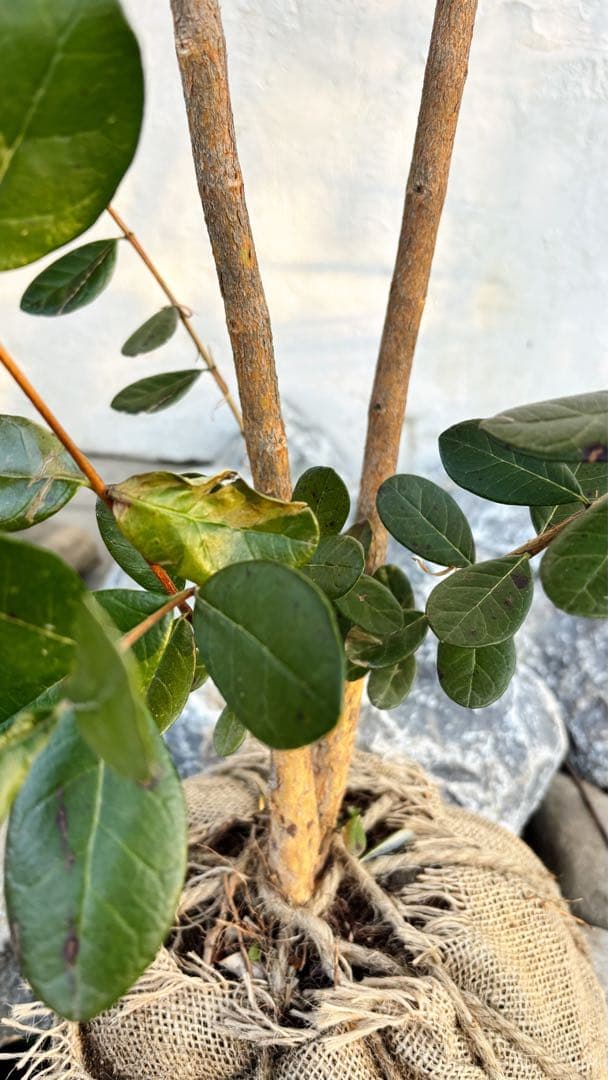 超逸品。フェイジョア1.8M(鉢底から)品番G - メルカリ