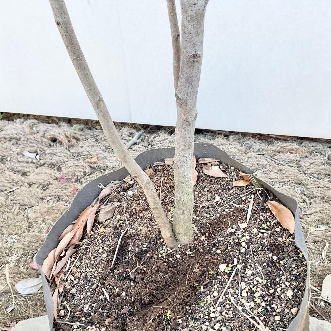 やよっぴさん専用　ヤマコウバシ/ 964