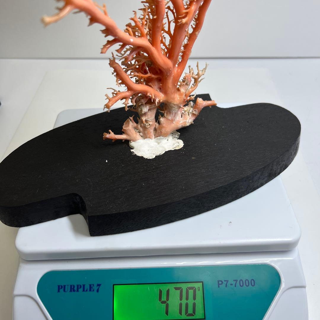 本桃色珊瑚原木　ケース付　東Y7-1209④トヒオ