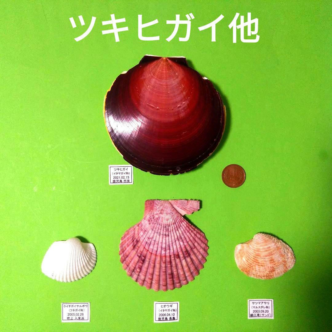 鹿児島県内で採集した「中型の貝殻20種類」 - メルカリ