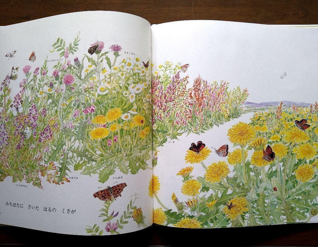 植物絵本☆かがくのとも たねがとぶ ざっそう たんぽぽ☆福音館 甲斐