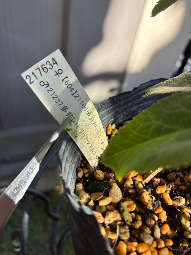 ♡加藤農園♡豪華ボリュームDDピンクゴールド白抜け横向き