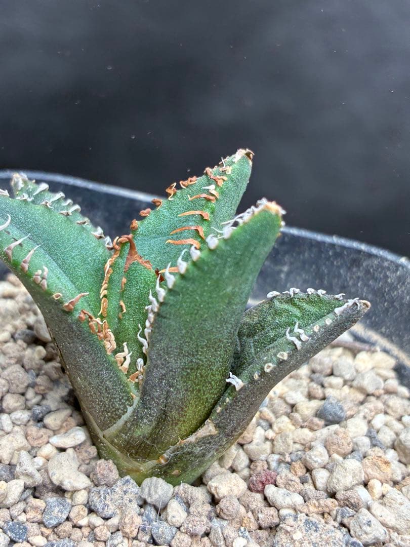 O*u様 アガベ チタノタ「麻花龍」子株 極上強棘 特選美株 ブツブツ