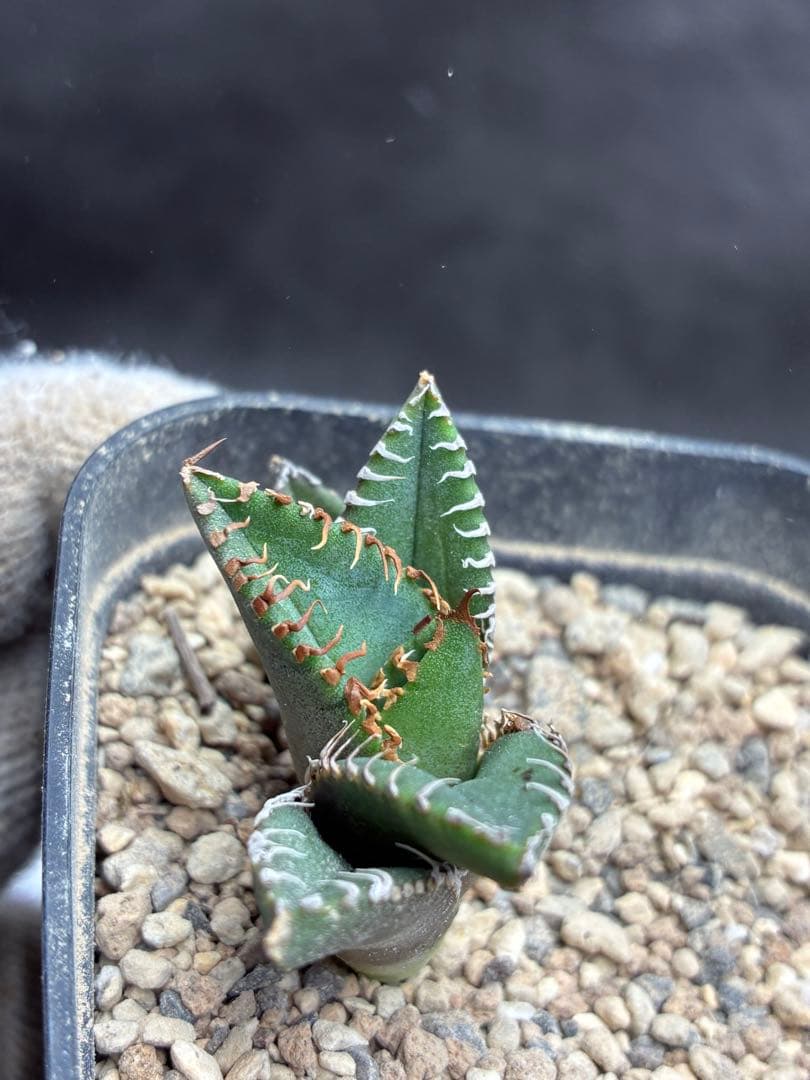 O*u様 アガベ チタノタ「麻花龍」子株 極上強棘 特選美株 ブツブツ