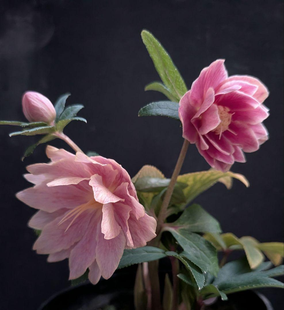 クリスマスローズ 広瀬園芸 オーレア ソレイユ認定なし 美形 未株分