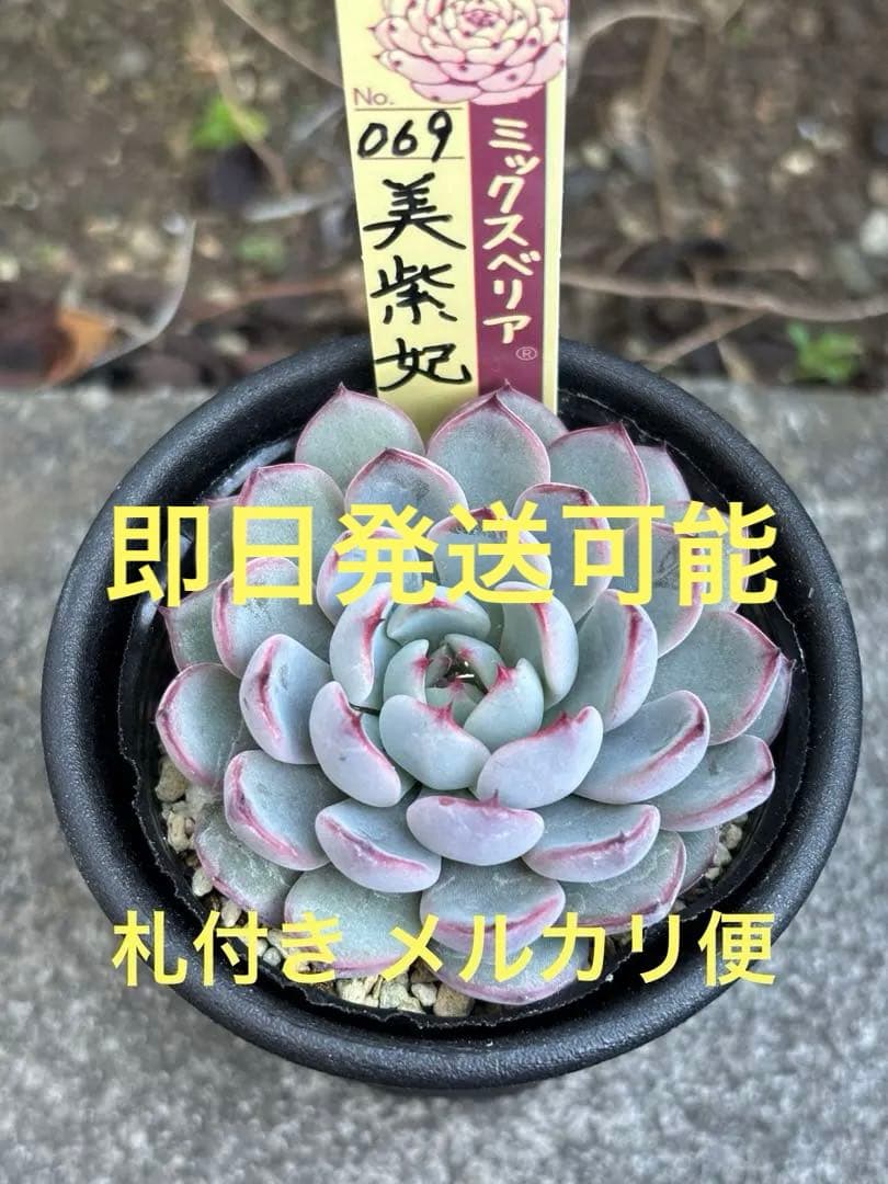 超希少 おらいさん苗 ミックスベリア 美紫妃 札付き 極上株 多肉植物③ ラスト1枚♧おらいさん最新品種♧美紫妃/うつくしき♧多肉植物