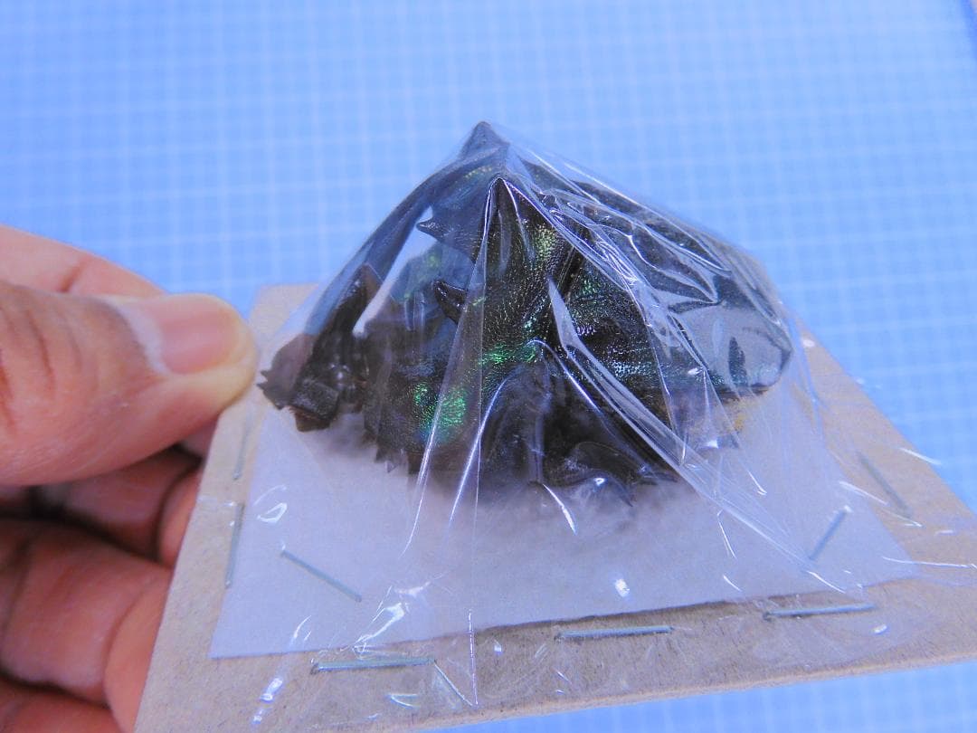 最大級 エンシフェールニジダイコクコガネ 52mm 51mm