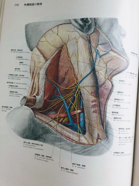 ペルンコップ臨床局所解剖学アトラス 第1巻 (頭部・頸部) - メルカリ