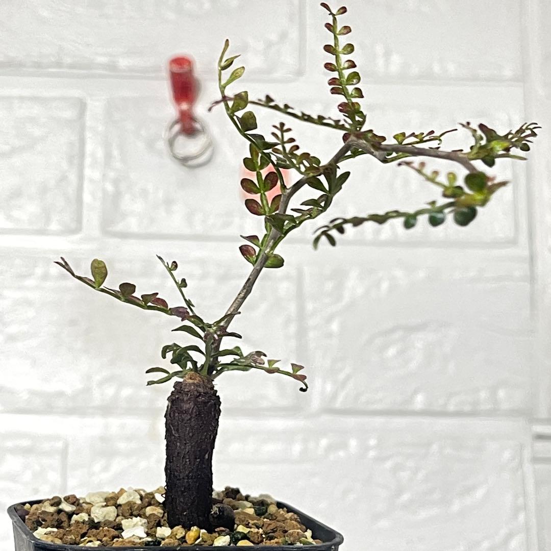 塊根植物】オペルクリカリアパキプス 根挿し パワータンク63 - メルカリ