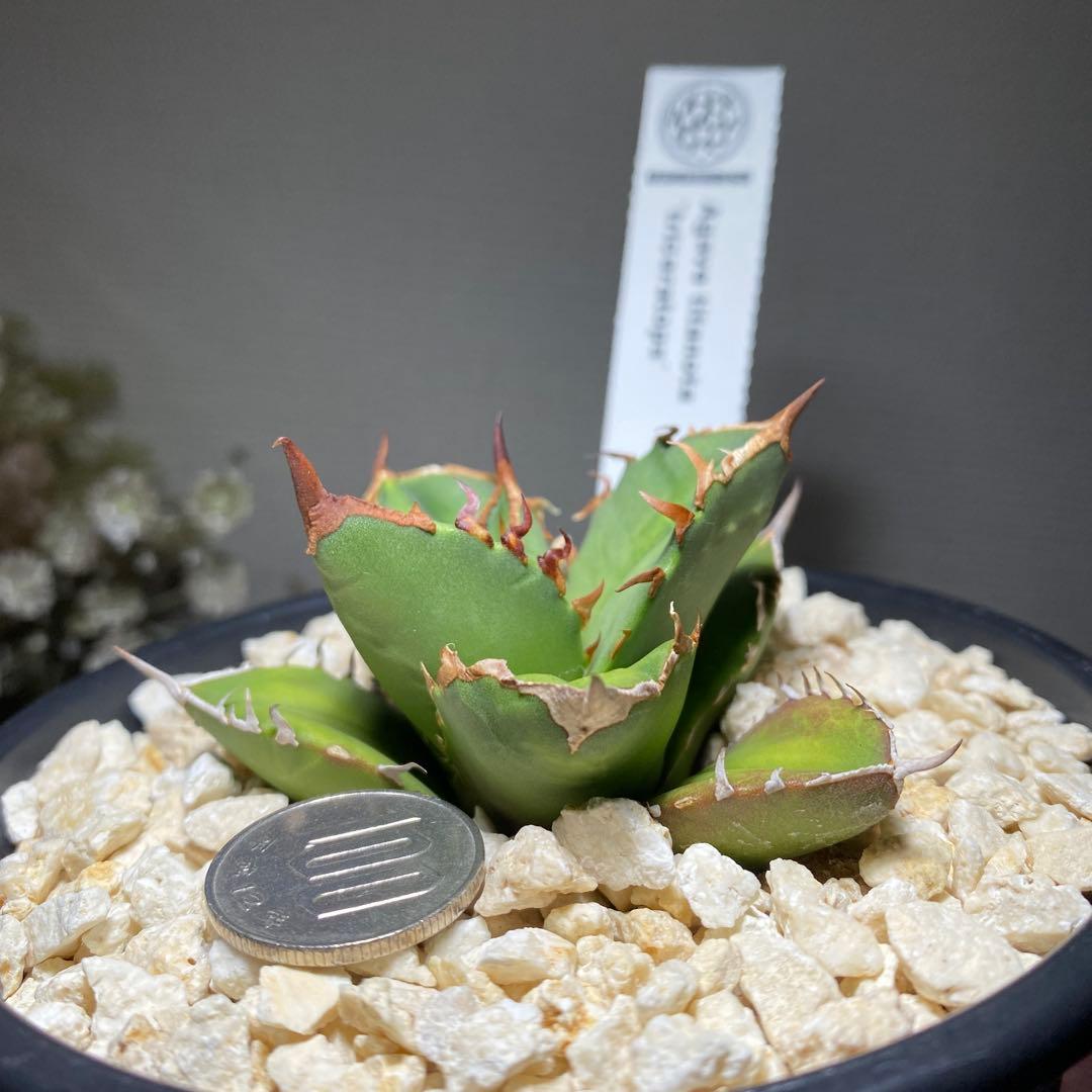 8/23更新 アガベチタノタ トリケラトプス 鶴仙園タグ付き 白犀牛