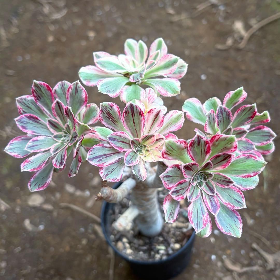 リリー☆様のお部屋　アエオニウム　V錦錦　紫浪　抜き苗