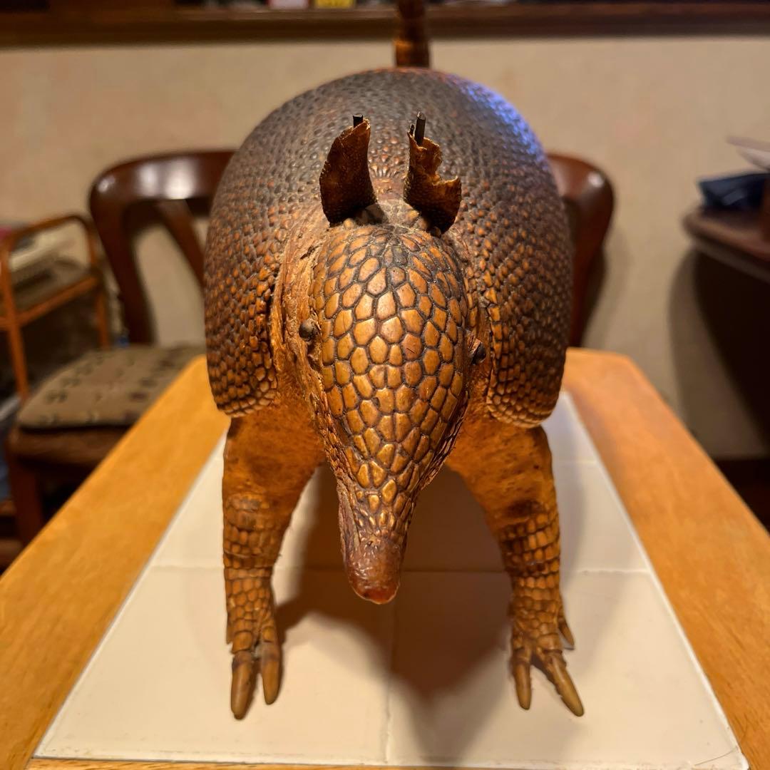 お買い得】アルマジロ 剥製 - メルカリ
