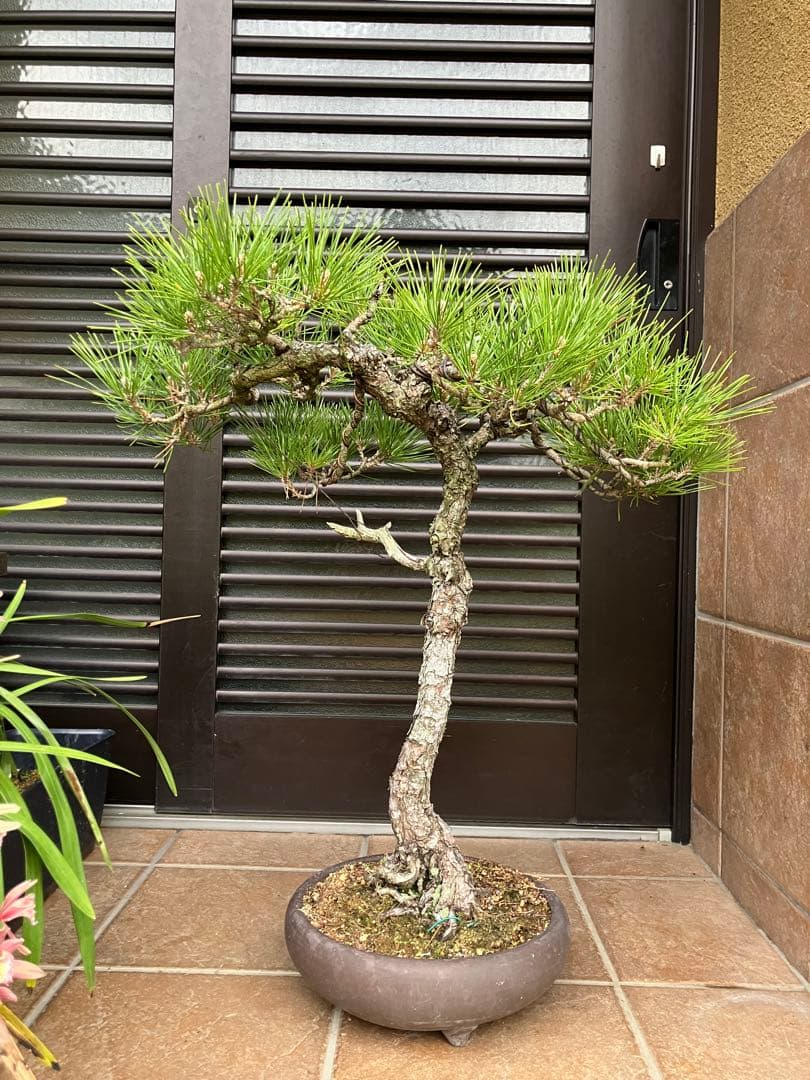 黒松盆栽文人新品Aladdin グラファイト グリル&トースター AGT-G13B(W)