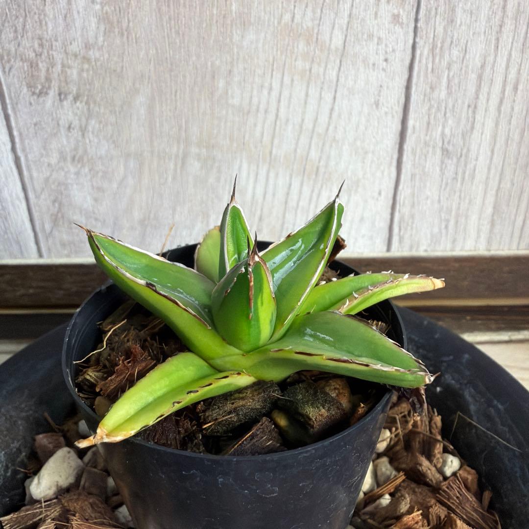 アガベ 笹の雪 黄覆輪 【子株】【抜き苗】 - メルカリ