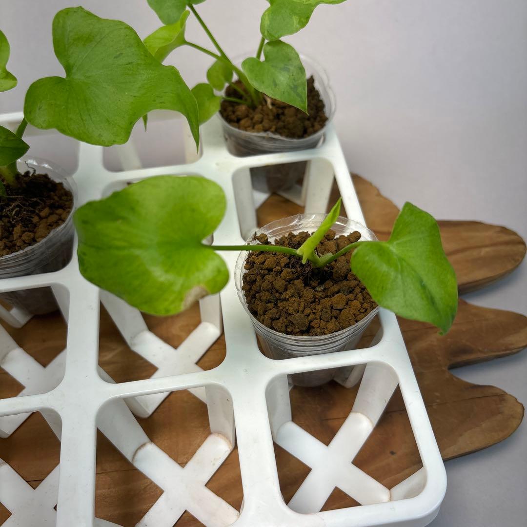 様 5株セットms12selloum Var フィロデンドロン・セローム・斑