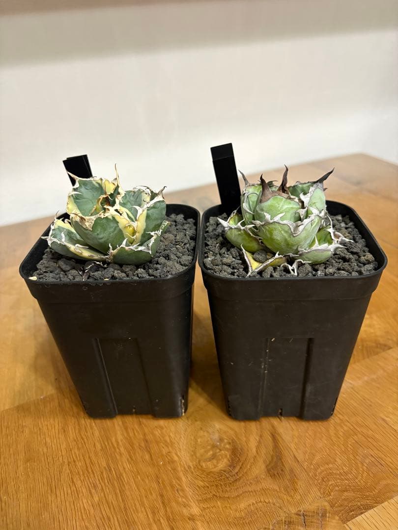 【鉢植え発送可】アガベ 白鯨錦 斑入り ➕　BB セット！極上血統 希少株 2026年最新】白鯨錦の人気アイテム - メルカリ