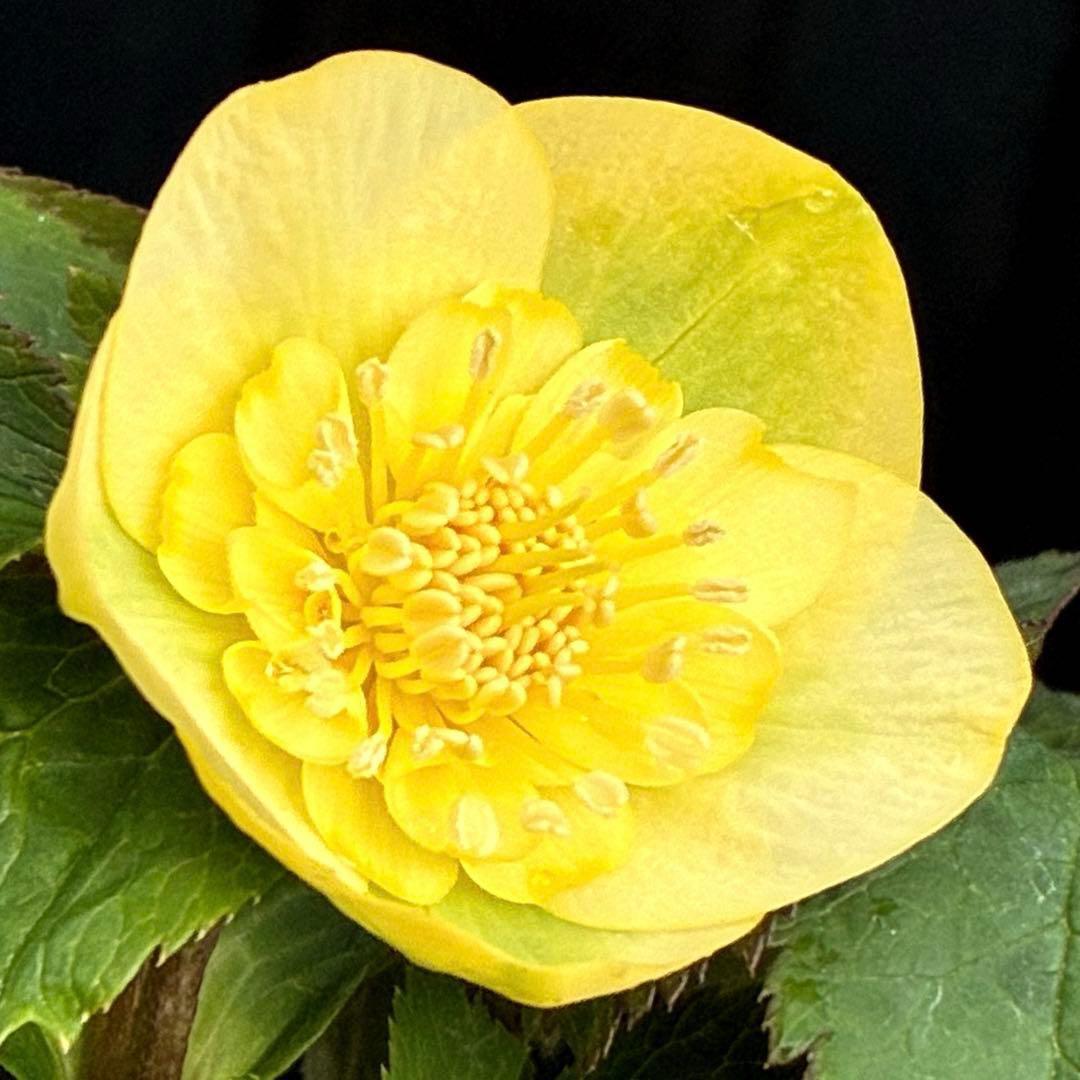 タ*ン様 3500❤️沢山☘️蕾花タグ付☘️ボリュームSD⭐️超小輪⭐️オーレア