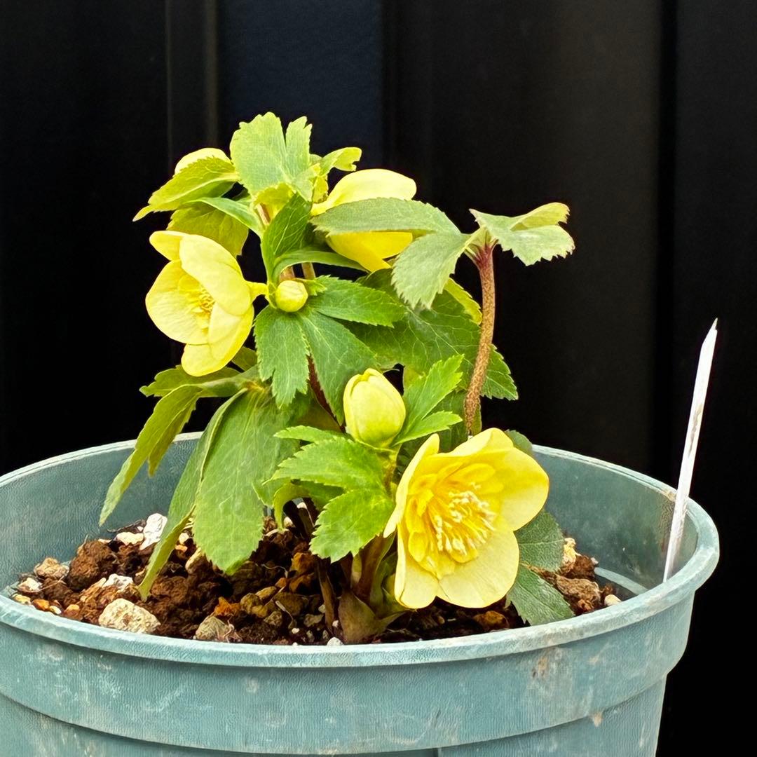 タ*ン様 3500❤️沢山☘️蕾花タグ付☘️ボリュームSD⭐️超小輪⭐️オーレア