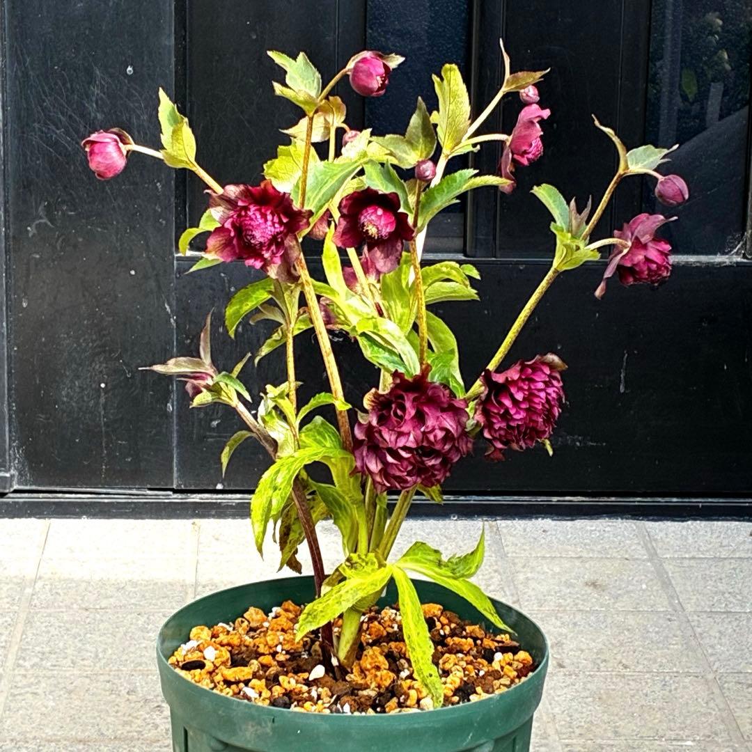 ｍ*a様 585☘️蕾花付☘️トンガリ個性的☘️6号⭐️小中輪⭐️超スーパー多弁