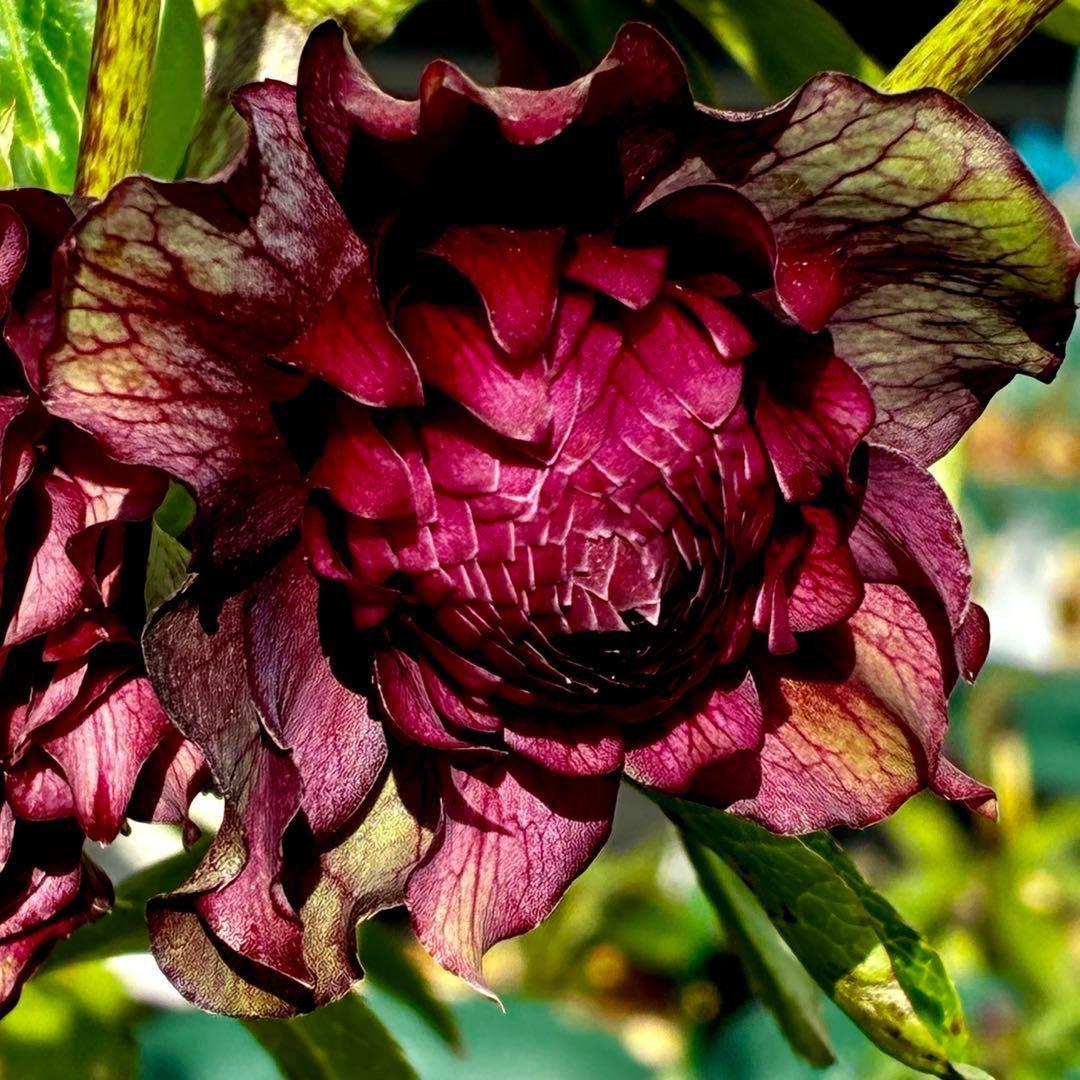 ｍ*a様 585☘️蕾花付☘️トンガリ個性的☘️6号⭐️小中輪⭐️超スーパー多弁