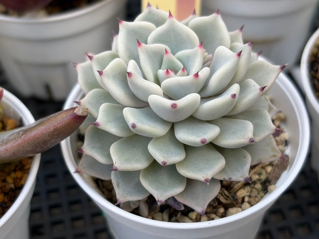 おらいさん苗12個セット そわそわオマケで13苗ミックスベリア