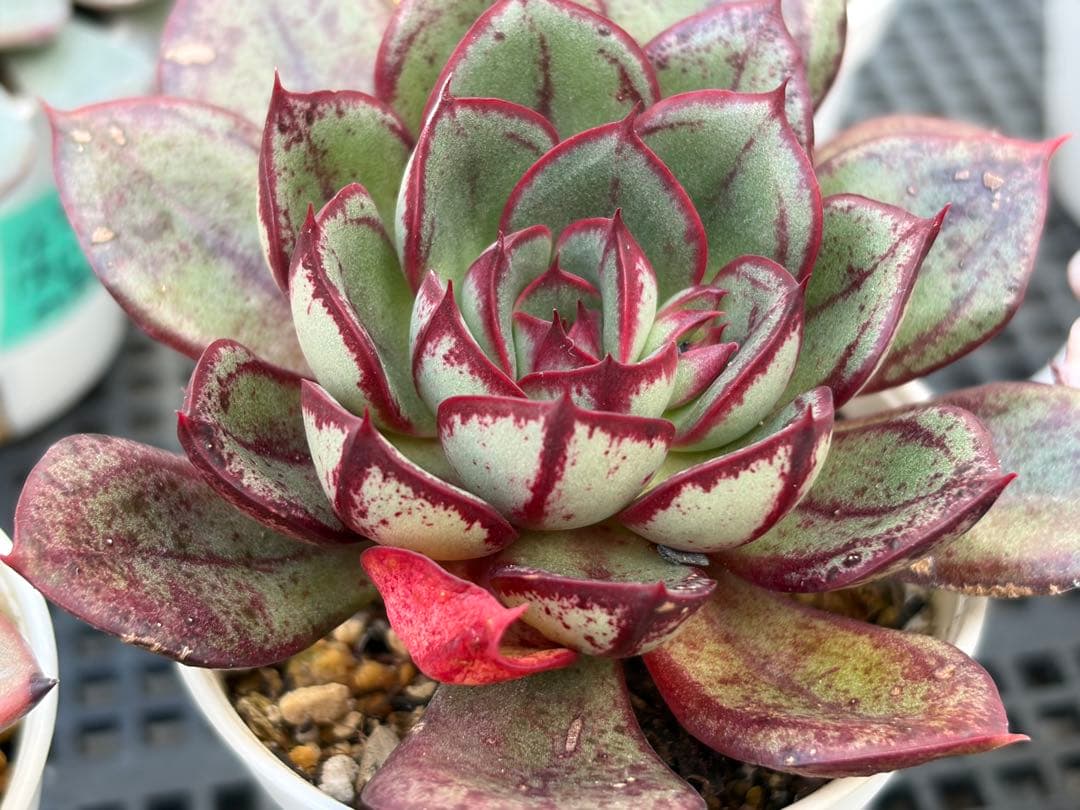 おらいさん苗12個セット そわそわオマケで13苗ミックスベリア