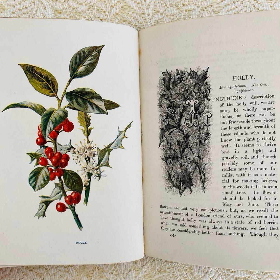 洋書古書 希少 Familiar Wild Flowers アンティーク植物図鑑