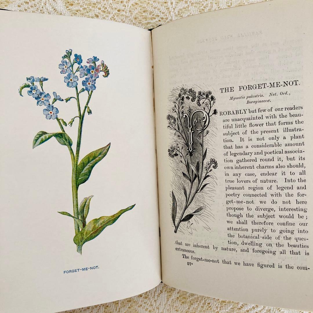 洋書古書 希少 Familiar Wild Flowers アンティーク植物図鑑
