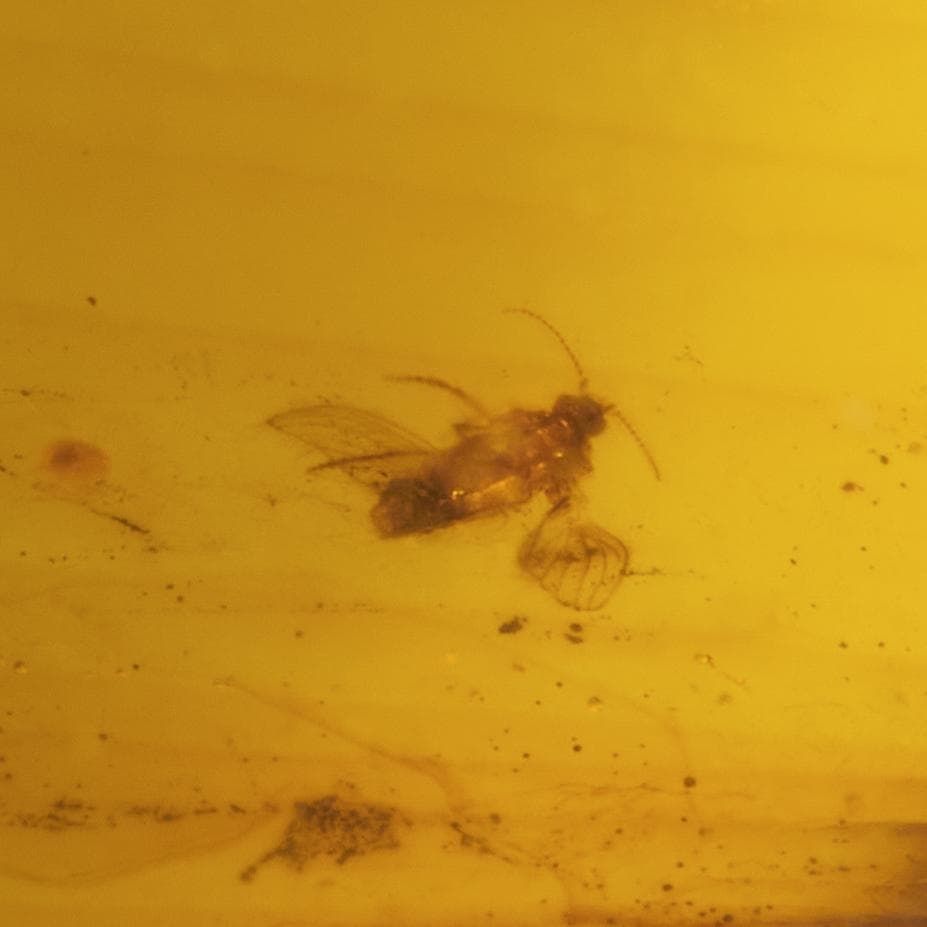 ZB332虫入り琥珀化石 ミャンマー カムティかタナイ産 9900万年前