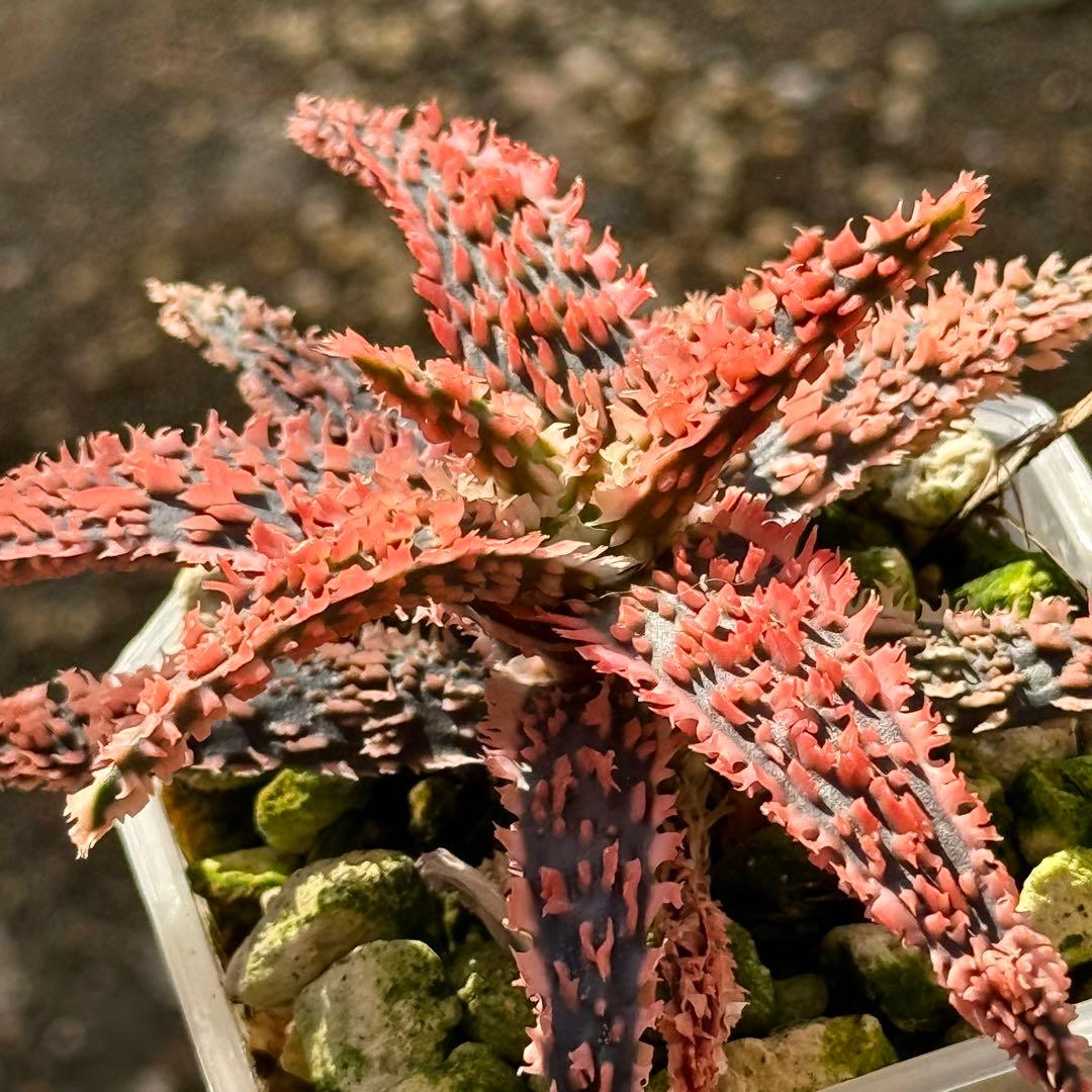 アロエ ハイブリッド aloe hybrid S1622 - メルカリ