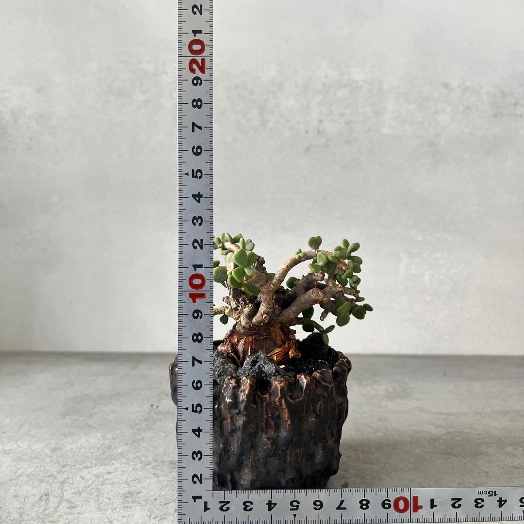 ケラリア ピグマエア 現地球 発根済み 塊根植物 陶器鉢セット 手乗りサイズ