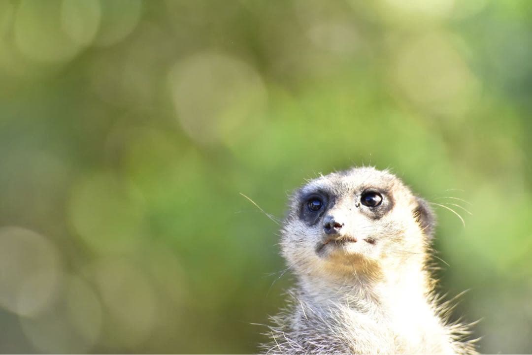 レンズ(ズーム) NIKON AF VR-NIKKOR 80-400mm F4.5-5.6