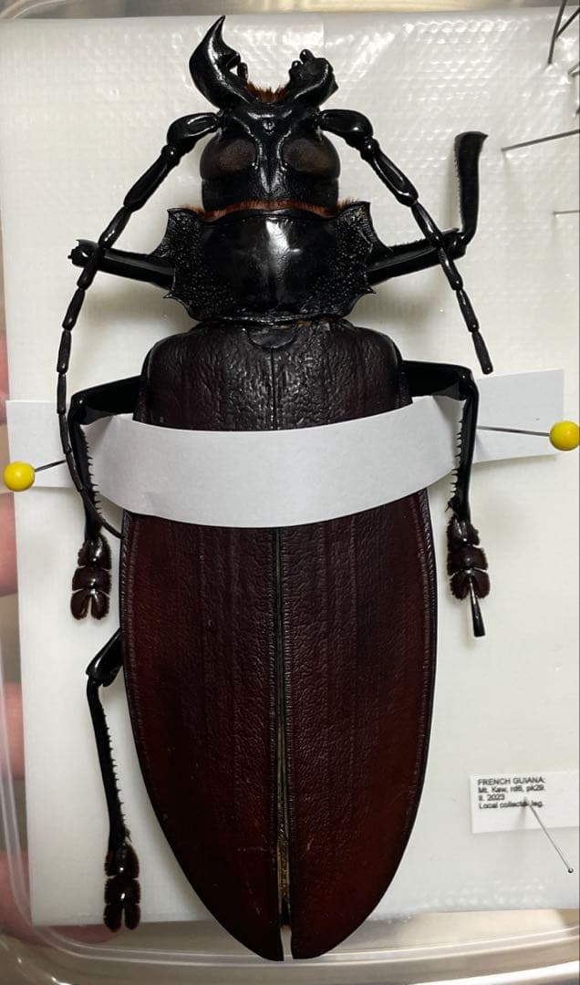 タイタンオオウスバカミキリ　標本　フレンチギアナ タイタンオオウスバカミキリの標本開封動画 | TikTok