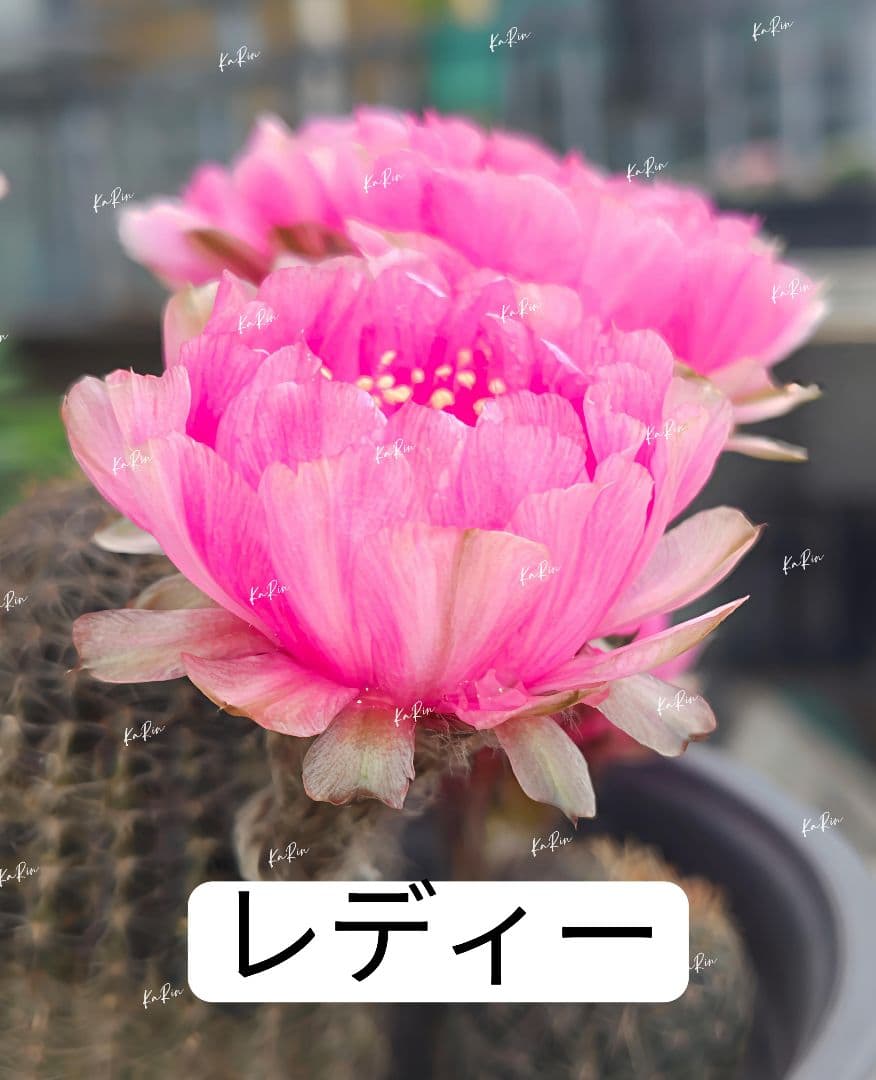 28-レディー 超人気花サボテン ロビビア属 群開花 開花株 カキコ