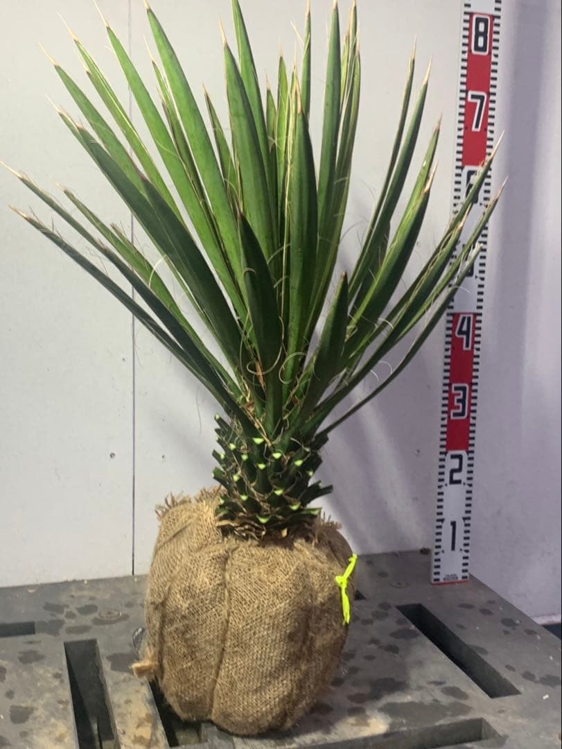 い*こ様 ユッカ　フィリフェラ　黄