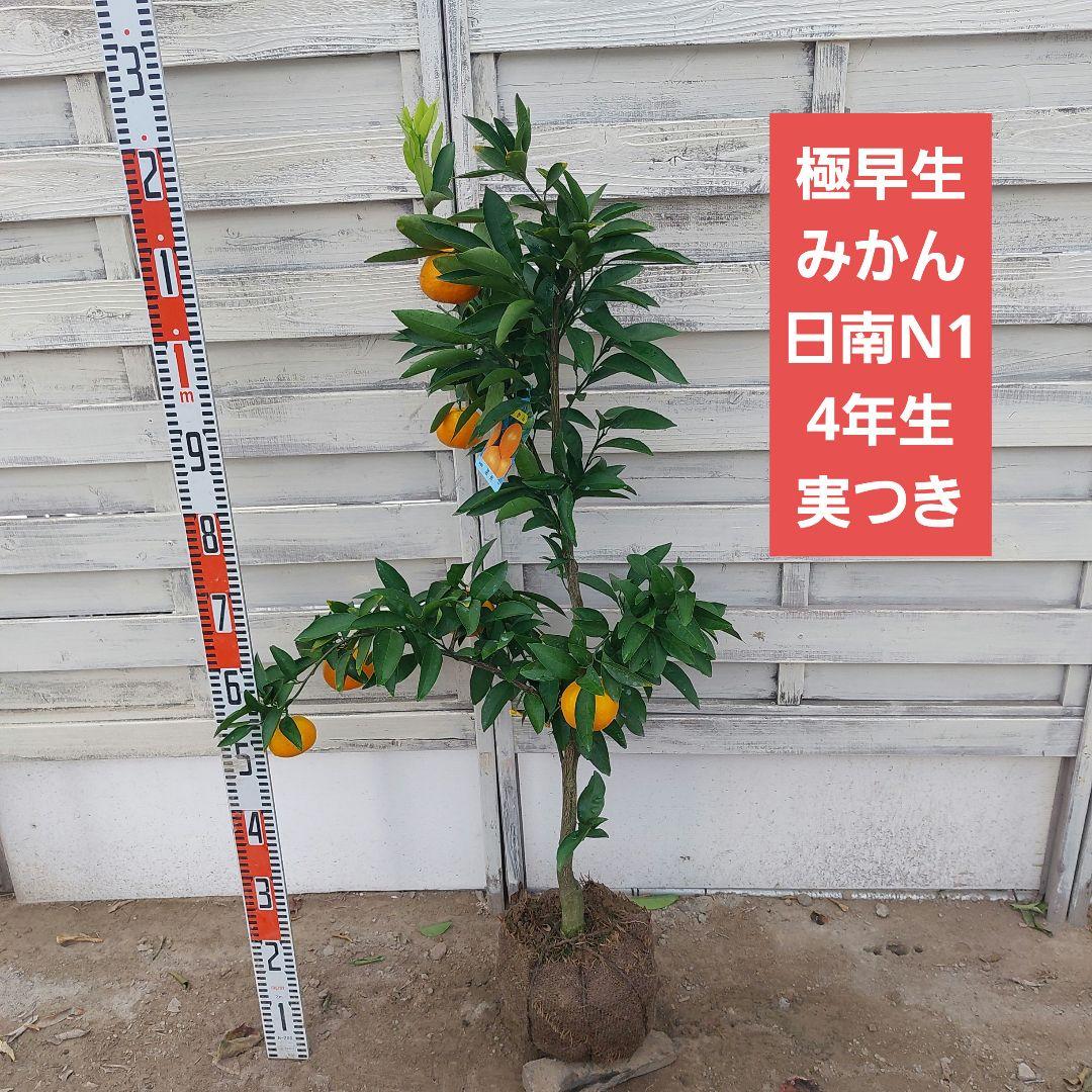 日南N1 極早生 4年生 実つき！ - メルカリ