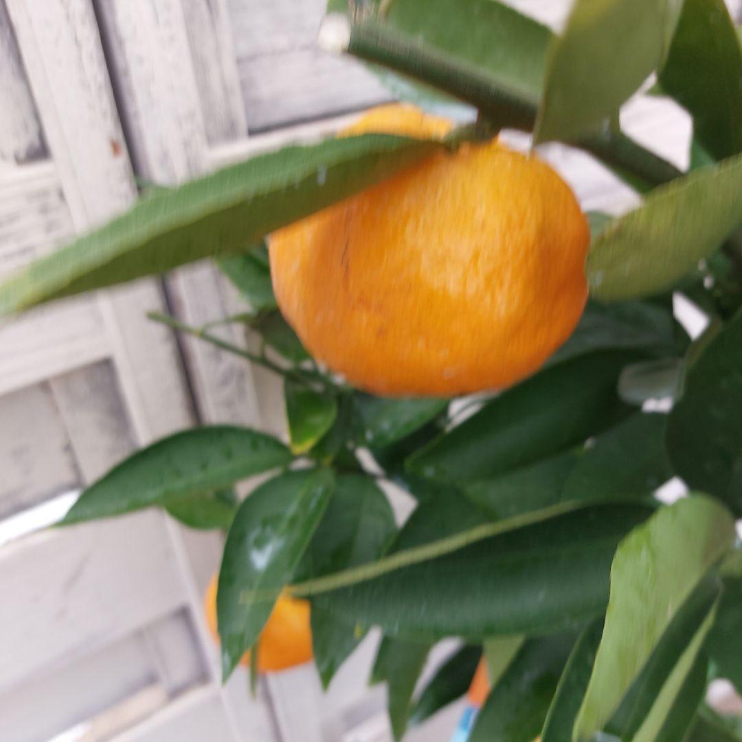 日南N1 極早生 4年生 実つき！ - メルカリ