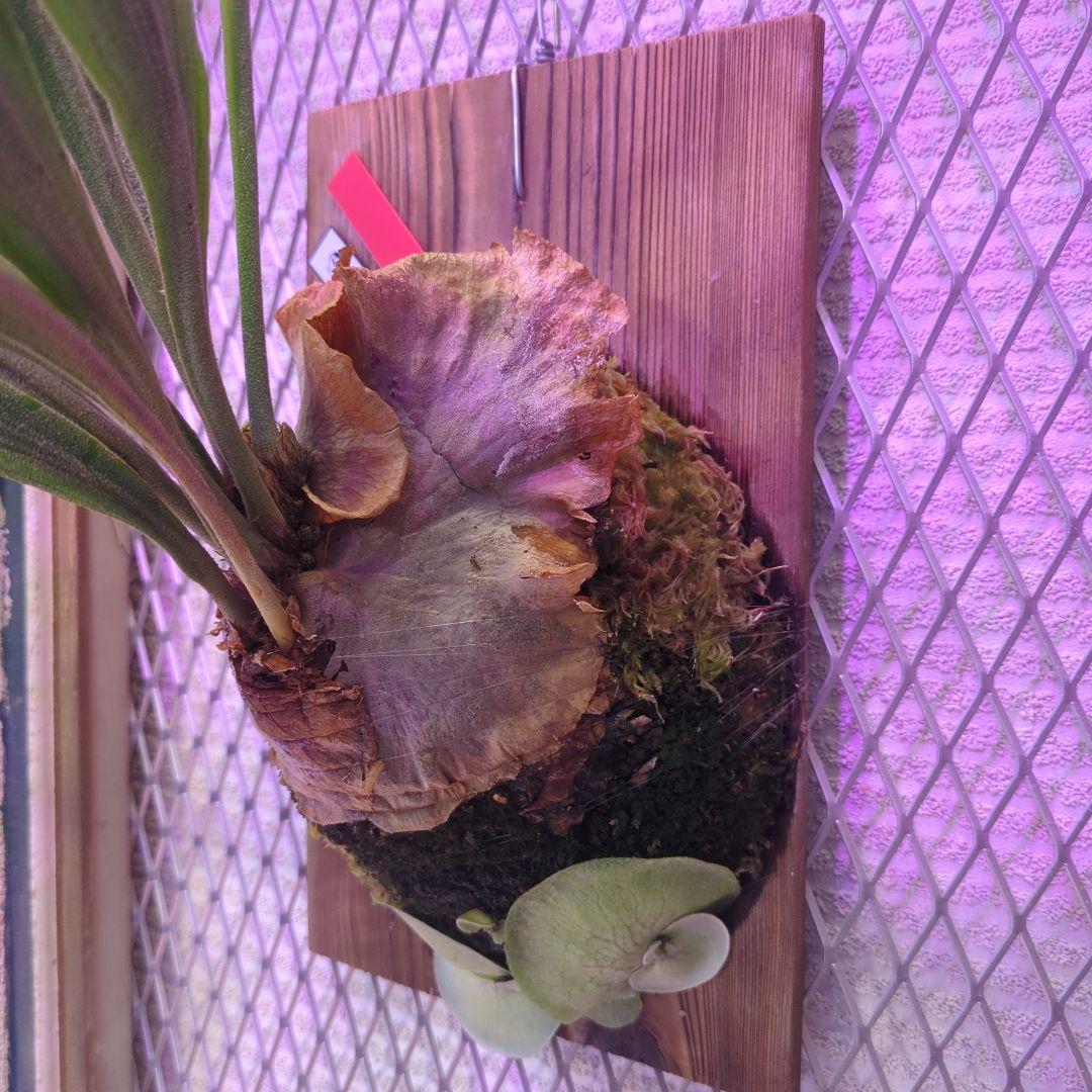 P.Willinckii × P.Hillii 'Geisya' spore - メルカリ