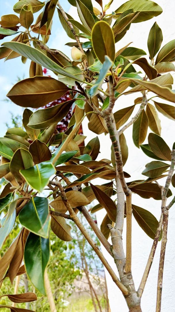 リトルジェム 1.4M(鉢底から) - メルカリ