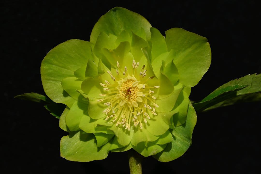 クリスマスローズ　認定！メロンゴールド　加藤農園 加藤農園さんのクリスマスローズ🕊️ またまた素敵なお花たちが