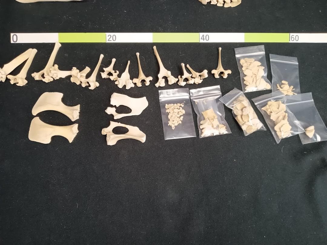 お買い得】種名イノシシ ♂ 25Kg 頭骨～尾椎 骨格標本 - メルカリ