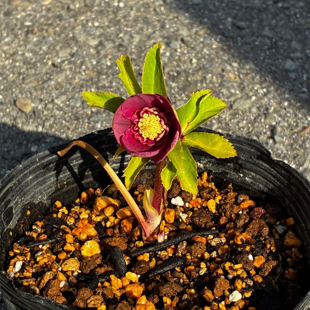 ヘ*6様 3565☘️蕾花付き☘️極上☘️⭐️小輪⭐️ ハートSD⭐️オーレア⭐