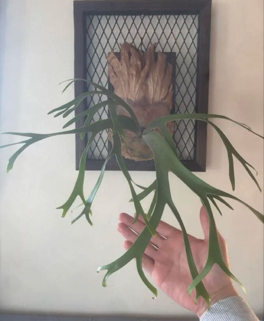 P. willinckii 'Queen Sawangan' - メルカリ