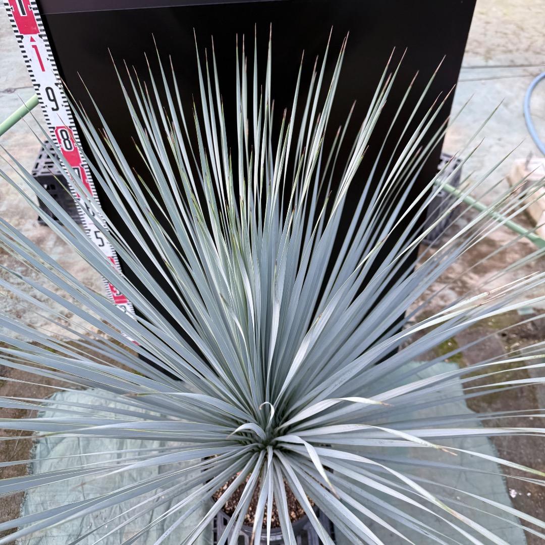 ザ*フ様 【AL1150】ユッカ ロストラータ ランチョブルー 数量限定