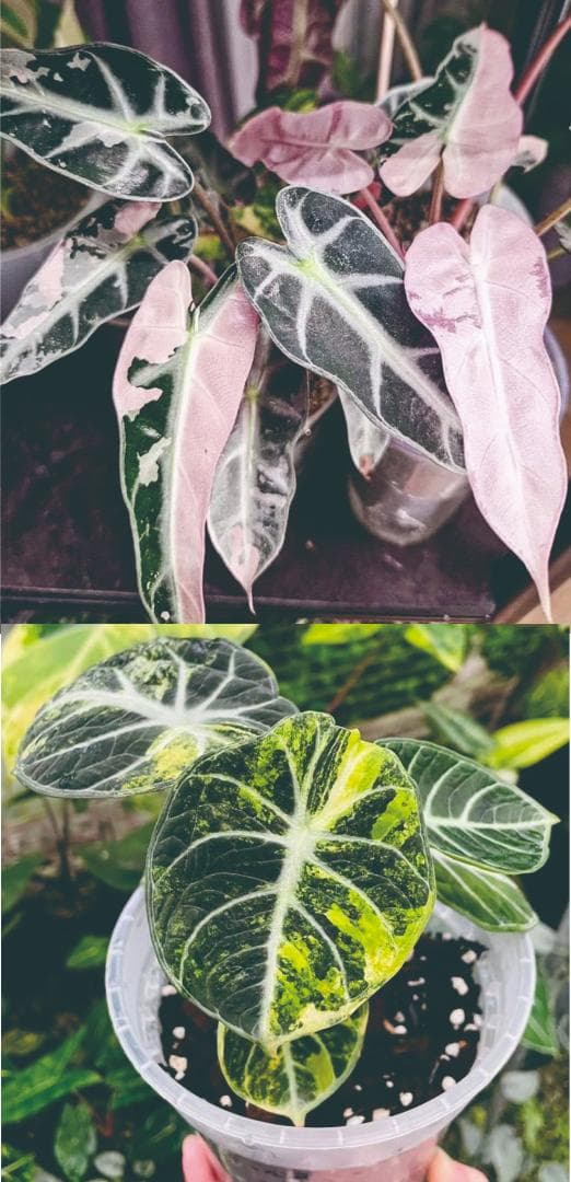 アロカシアbambino pink-albo NO4・ninja var NO4│thrivester.co.za