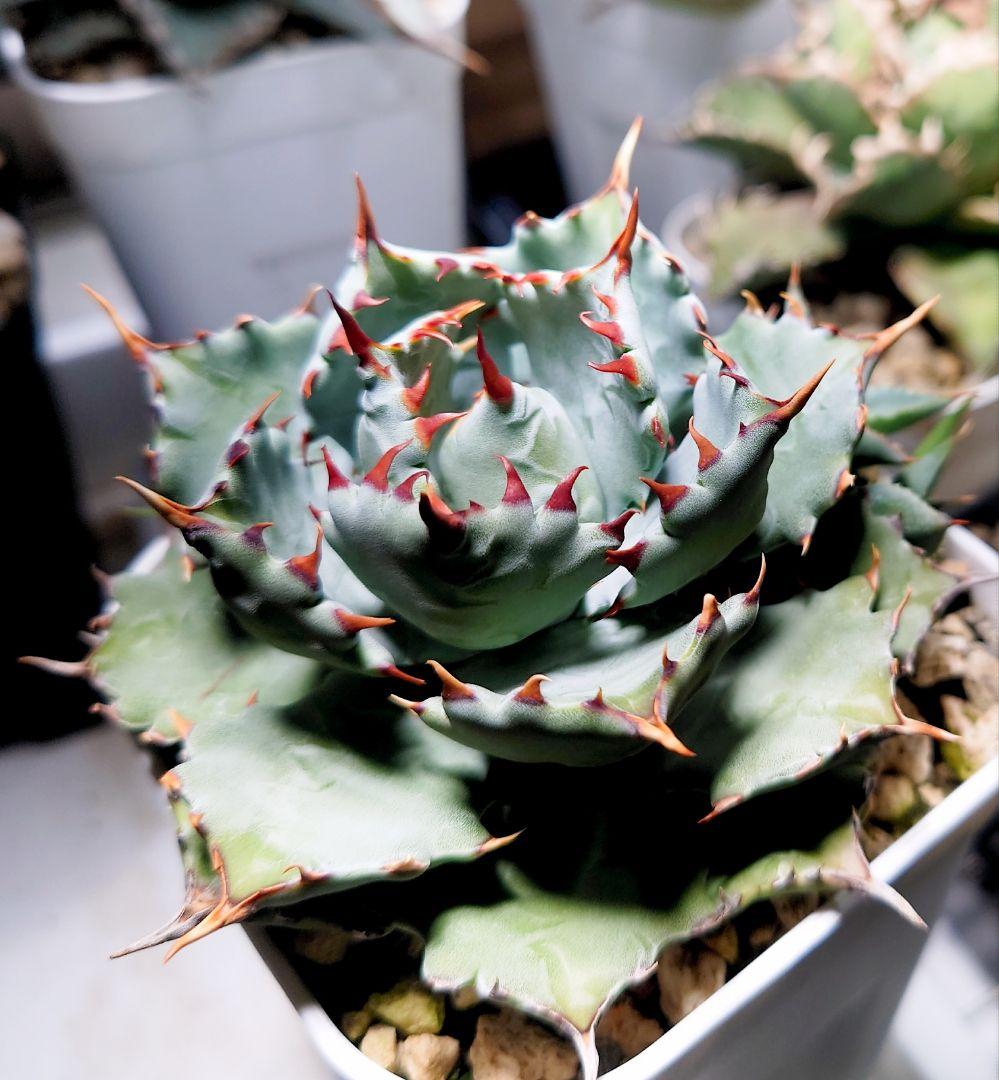 鉢付】アガベ 姫蠍蟹 ジプソフィラ×イシスメンシス イシスハイブリッド