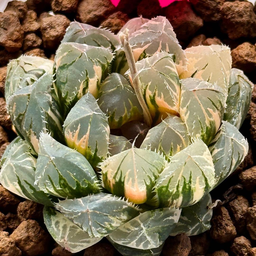 ハオルチア ハオルシア 多肉植物 観葉植物 赤い鳥 赤斑オブツーサ錦