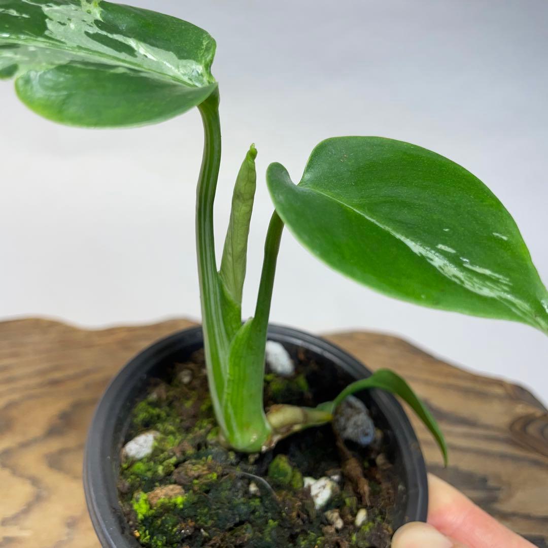 q18品種保証！斑入り保証！Bulbasaurモンステラ バルバソー フシギダネ