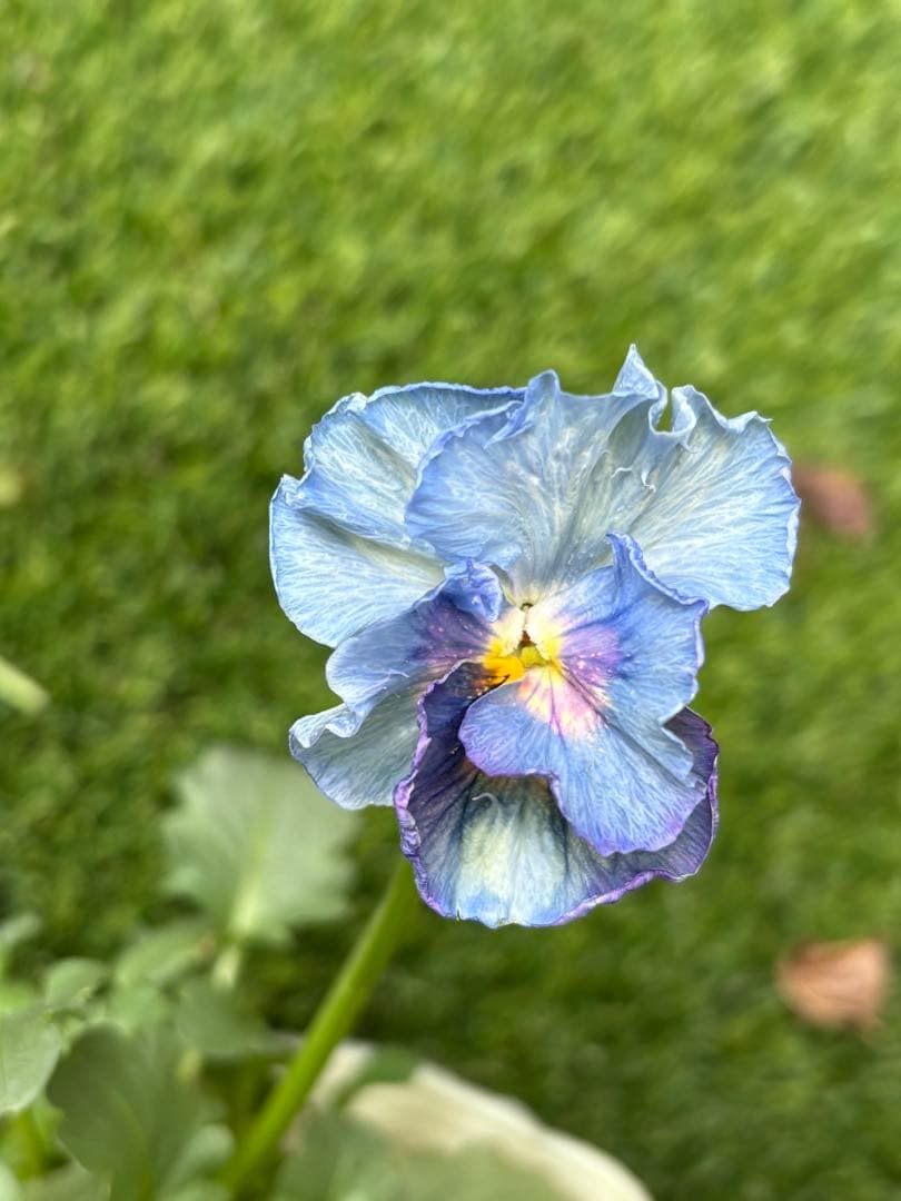 R*U様 神戸べっぴんさんビオラ花苗フリルパンジー水色カラー試作品種？ 大人気品種のパンジー・ビオラが入荷しました✨ みなさんご存知大人気