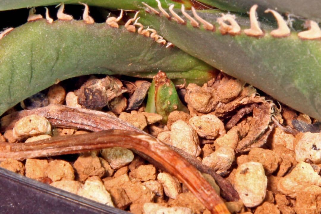 スーパーチタノタ☆カクタスグリーン産CACTUS GREEN産☆子株付き